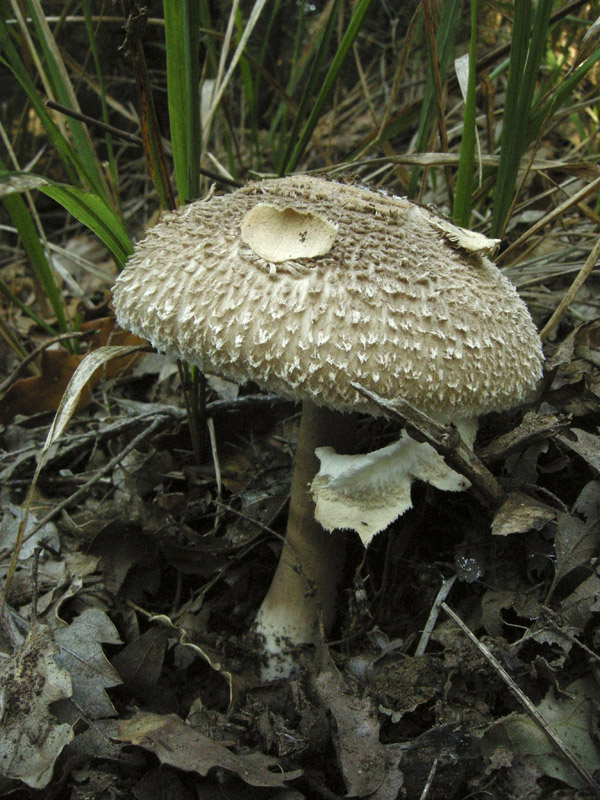 Echinoderma  asperum?